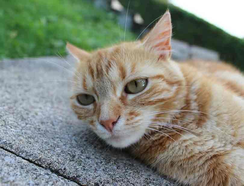 maladie du pelage du chat - pelade chat cou