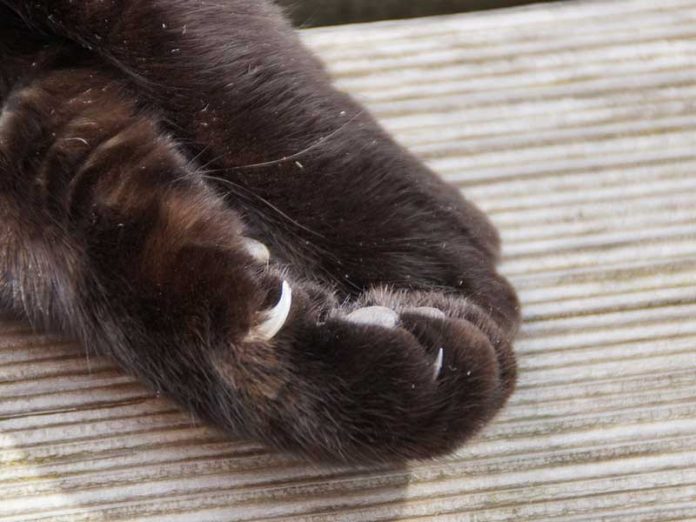 griffure de chat dans l'oeil d'un chien