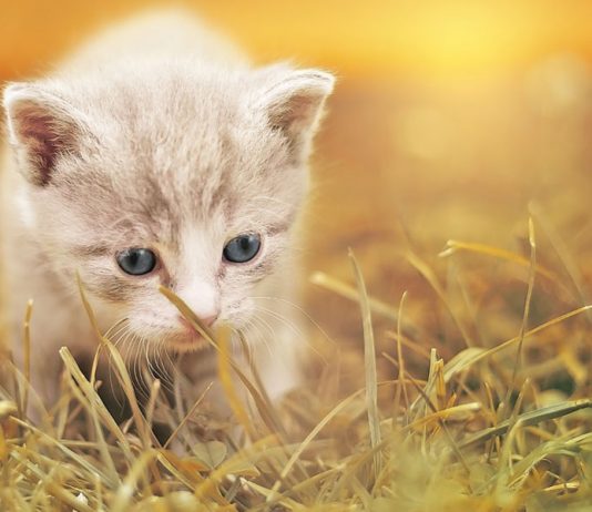 alimentation chaton non sevré